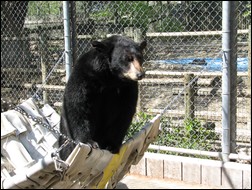 Bear