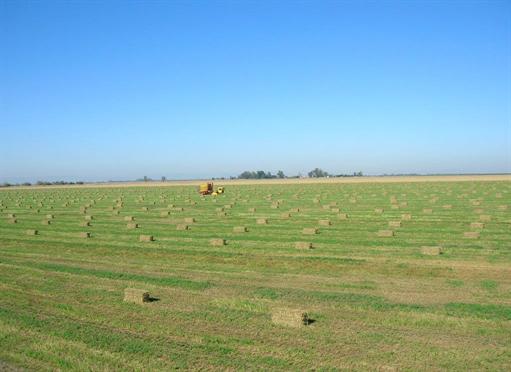 Hay bales in a field